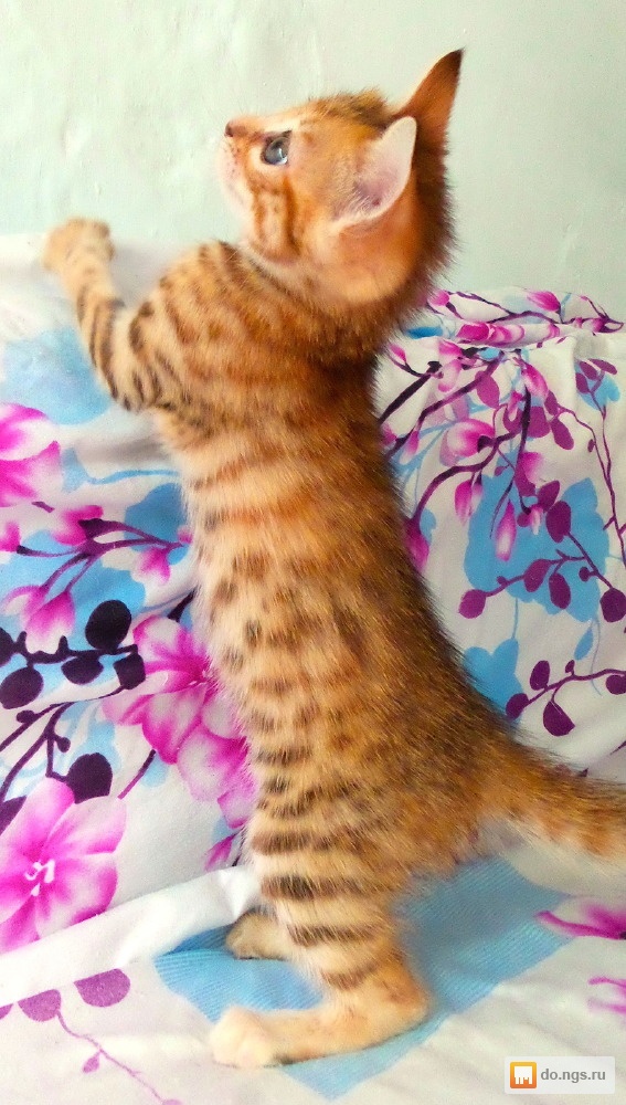 Помесь бенгальской кошки фото
