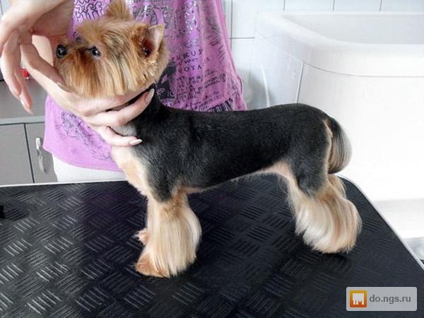 Стрижка йорка фото мальчик Стрижка йорка фото мальчик