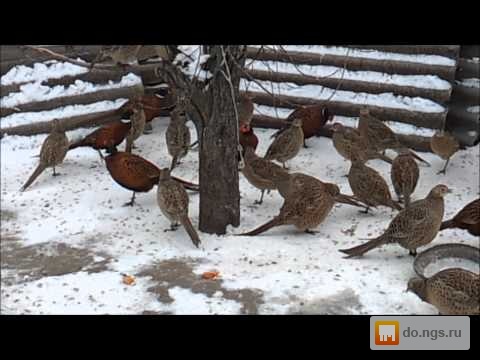 Ловушка для фазана на видео