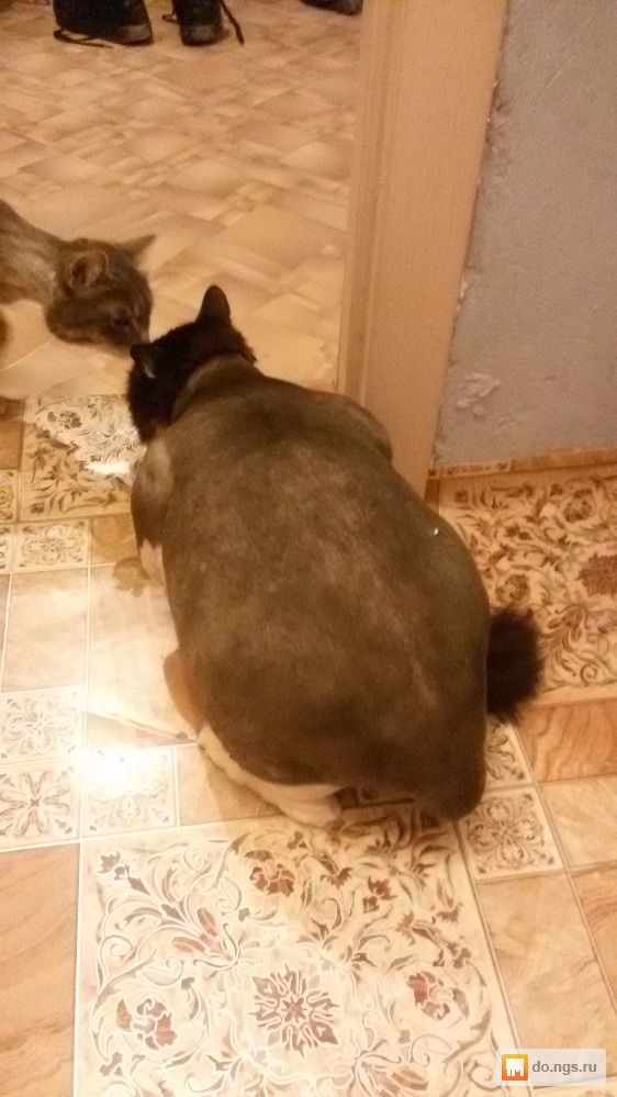 Чем усыпить кота для стрижки Чем усыпить кота для стрижки