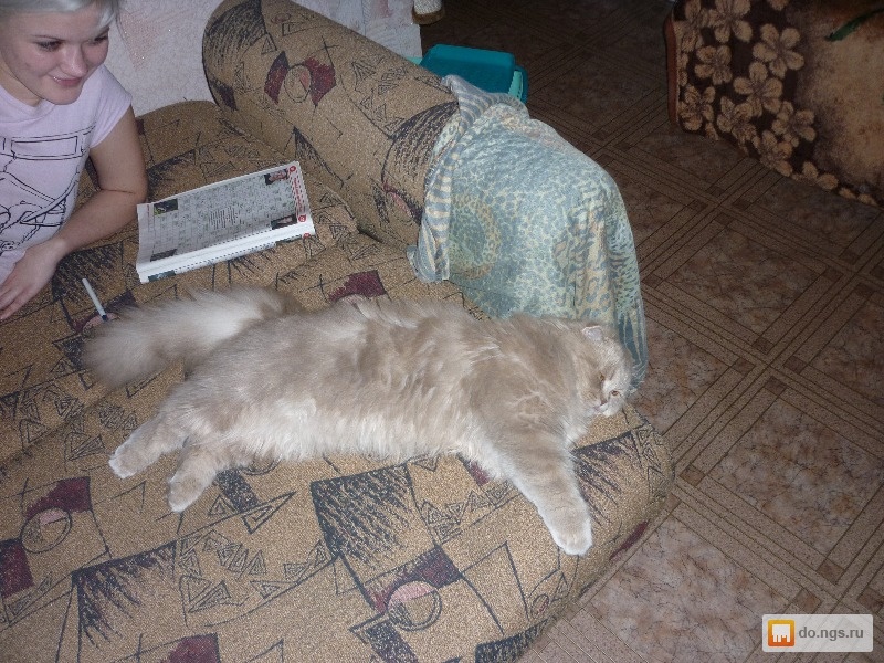 Можно вязать шотландскую кошку Можно вязать шотландскую кошку