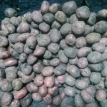 Продам картофель, Новосибирск