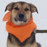 Ищем дом замечательному щеночку, Новосибирск
