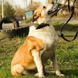 Собака в добрые руки, Новосибирск