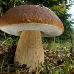 Белый сухой гриб, Новосибирск