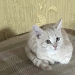 Котик Светик, Новосибирск