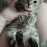 отдам бесплатно котенка, Новосибирск