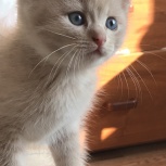 Котята в добрые руки, Новосибирск
