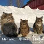 Чудесные, симпатичные котята ИЩУТ ДОМ!, Новосибирск