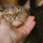 Самый добрый кот в хорошие руки, Новосибирск