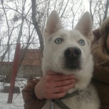 Ищем дом для щенка-подростка, Новосибирск
