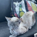 Отдам голубоглазую, любвеобильную кошечку, Новосибирск