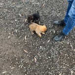 Плюшевые малыши щенки ищут дом, Новосибирск