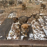 Помогите пожалуйста спасти щенят, Новосибирск