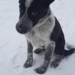 Сима Ищет Семью, собака, Новосибирск