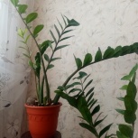 Замиакулькас (долларовое дерево), комнатные растения продам, Новосибирск
