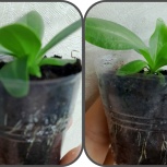 эустома рассада, Новосибирск