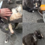 Кошечку в добрые руки!, Новосибирск