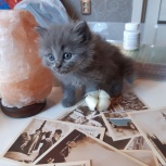 Сибирский котёнок, Новосибирск