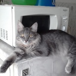 Серый молодой кот Пушок ищет дом. Кастрирован, Новосибирск