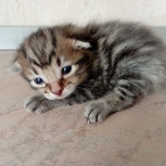 Котята курильский бобтейл (чистокровные), Новосибирск