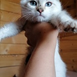 Белокурый Голубоглазик котенок - мальчик  3-4 месяца, Новосибирск