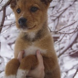 Щенки в добрые руки, Новосибирск