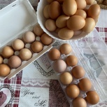 Яйцо куриное домашнее, Новосибирск