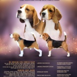 Щенок Породы Бигль (девочка), Новосибирск