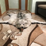 Продам шкуру волка, Новосибирск