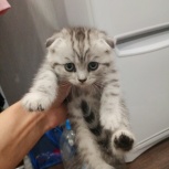 Шотландские котята, Новосибирск