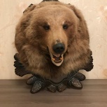 Голова медведя (пано), Новосибирск