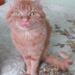 Красавчик котик в добрые руки, около 3-х лет, Новосибирск