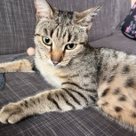 Кошечка в добрые руки, Новосибирск