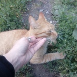 Найден рыжий кот, Новосибирск