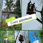 Спил деревьев, Новосибирск