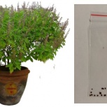 Семена туласи, в пакетике, для выращивания дома., Новосибирск