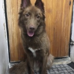 Найден пёс, Новосибирск