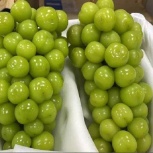 Виноград Шайн Мускат, Новосибирск