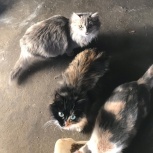Кошечки ищут дом, Новосибирск
