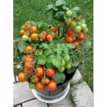 Продам рассаду томатов в ассортименте, Новосибирск