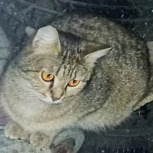 Серенький котик-зайка ищет дом, Новосибирск