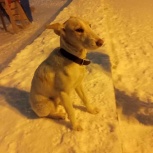 Замечена потерявшаяся собака, Новосибирск