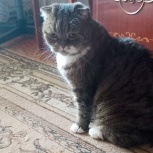 Умный, ласковый кот ищет доброго хозяина, Новосибирск