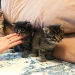 Отдам в добрые руки котят два мальчика., Новосибирск