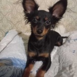 вязка, Новосибирск