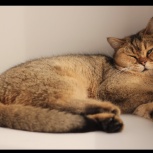 Золотой тикированный кот, Новосибирск
