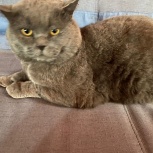Найден британский кот, Новосибирск