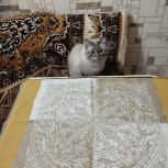Отдам кота, Новосибирск