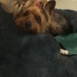 Йоркширский терьер, Новосибирск